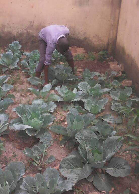 Are you planning to start growing Cabbage on commercial scale? – Generation  Newspaper